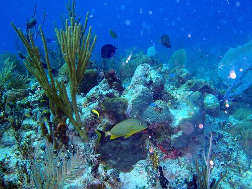 Snorkeling por los arrecifes coralinos