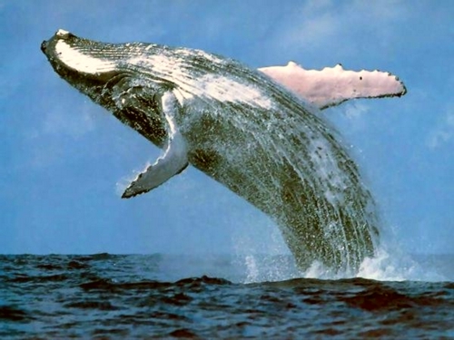 Samaná - Avistaje de ballenas jorobadas